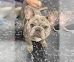 Small Photo #6 French Bulldog Puppy For Sale in CLINTON, IA, USA
