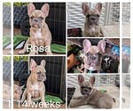 Small Photo #8 French Bulldog Puppy For Sale in MCKINLEYVILLE, CA, USA