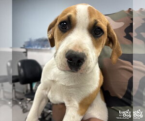 Labrador Retriever-Unknown Mix Dogs for adoption in Washington, DC, USA