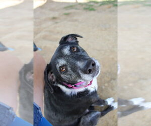 Minnie Mouse - Female Australian Shepherd-Unknown Mix Dog for Adoption - Photo #5