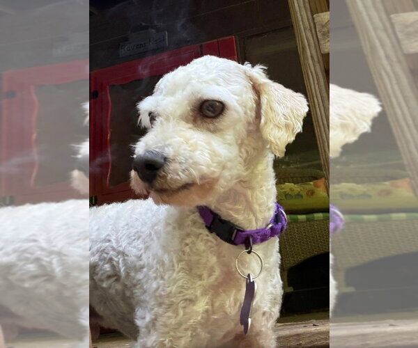 Medium Photo #3 Mutt Puppy For Sale in Ellijay, GA, USA