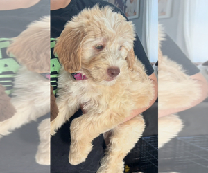 Poovanese Puppy for sale in SELDEN, NY, USA