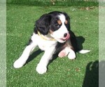 Puppy 10 Australian Shepherd-Cavalier King Charles Spaniel Mix