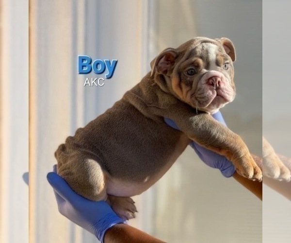 Medium Photo #6 English Bulldog Puppy For Sale in LOS ALTOS, CA, USA