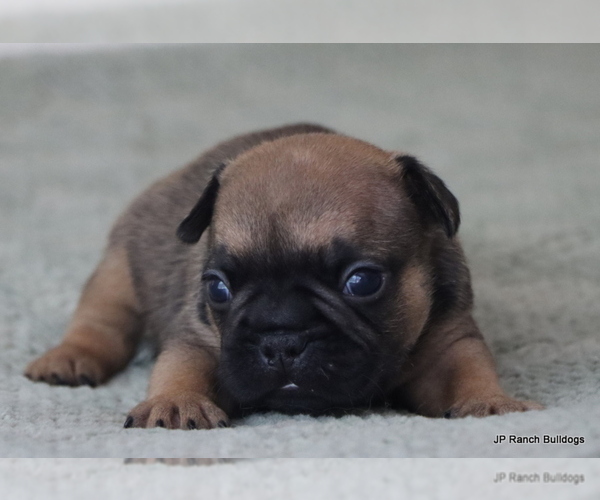 Medium Photo #2 French Bulldog Puppy For Sale in WINNSBORO, TX, USA