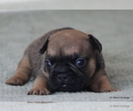 Small Photo #2 French Bulldog Puppy For Sale in WINNSBORO, TX, USA