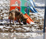 Small #30 German Shepherd Dog