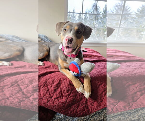 Medium Photo #2 Mountain Cur-Unknown Mix Puppy For Sale in Rockaway, NJ, USA