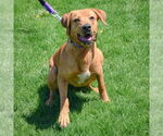 Small #5 Redbone Coonhound-Rhodesian Ridgeback Mix