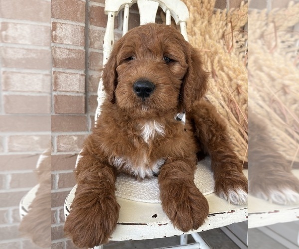 Medium Photo #2 Goldendoodle Puppy For Sale in WOODBURN, IN, USA