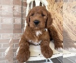 Small #1 Goldendoodle