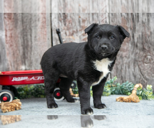 Medium Australian Cattle Dog-Miniature Australian Shepherd Mix