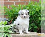 Small #2 Miniature Australian Shepherd