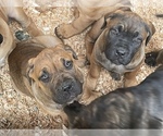 Small Photo #14 Cane Corso-Dogue de Bordeaux Mix Puppy For Sale in GIG HARBOR, WA, USA