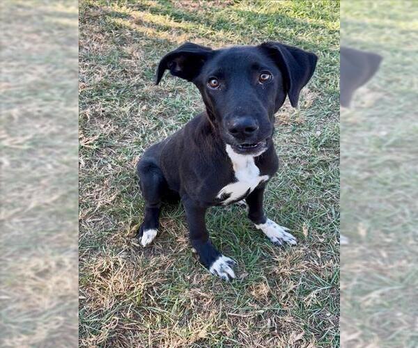Medium Photo #1 Labrador Retriever-Unknown Mix Puppy For Sale in Conroe, TX, USA
