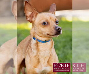 Prince - Male Chihuahua-Unknown Mix Dog for Adoption - Photo #4