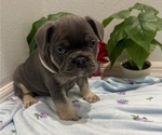 Small Photo #16 French Bulldog Puppy For Sale in TAMPA, FL, USA