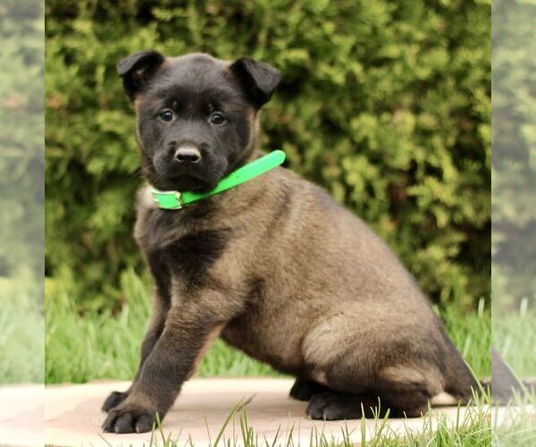 Medium Photo #2 Belgian Malinois Puppy For Sale in RONKS, PA, USA