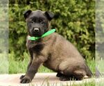 Small #1 Belgian Malinois