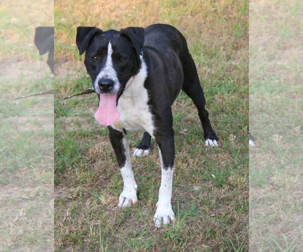 Medium Photo #2 Great Dane-Pointer Mix Puppy For Sale in Attalka, AL, USA