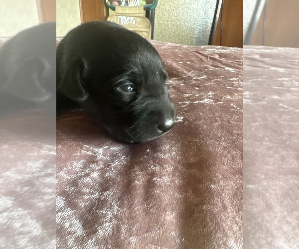 Medium Photo #3 Labrador Retriever Puppy For Sale in LEASBURG, MO, USA