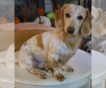 Small Photo #1 Dachshund Puppy For Sale in CANDLER, NC, USA