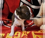 Small Photo #7 Boston Terrier Puppy For Sale in SALINA, KS, USA