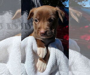 American Pit Bull Terrier-Unknown Mix Dogs for adoption in Clarkston, MI, USA