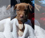Small American Pit Bull Terrier Mix