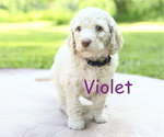 Puppy Violet Cavapoo