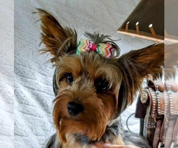 Medium Photo #1 Yorkshire Terrier Puppy For Sale in PITTSBURG, KS, USA