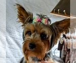 Small Photo #1 Yorkshire Terrier Puppy For Sale in PITTSBURG, KS, USA