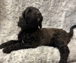 Double Doodle Puppy for sale in ANDERSON, SC, USA