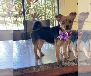 Mother of the Yorkshire Terrier puppies born on 08/21/2025