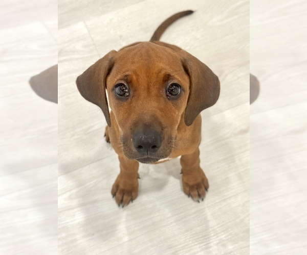 Medium Photo #19 Rhodesian Ridgeback Puppy For Sale in MADISON, GA, USA
