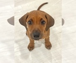 Small #18 Rhodesian Ridgeback