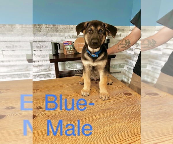 Medium Photo #6 German Shepherd Dog Puppy For Sale in VALDOSTA, GA, USA
