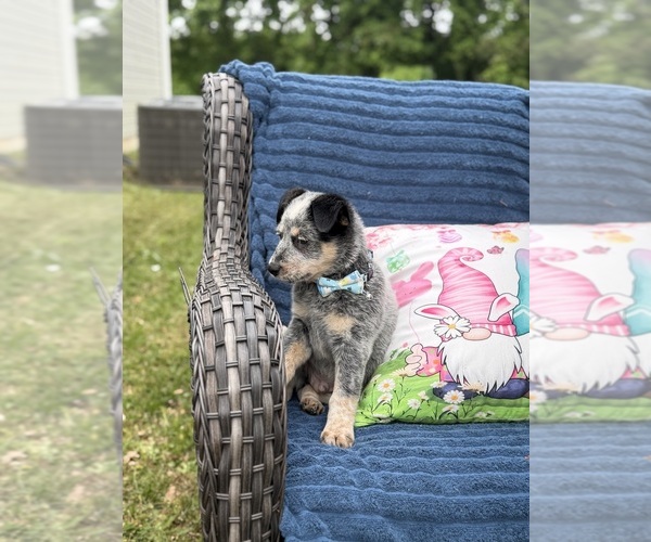 Medium Photo #3 Australian Cattle Dog Puppy For Sale in ASHEBORO, NC, USA