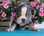Small #7 English Bulldog