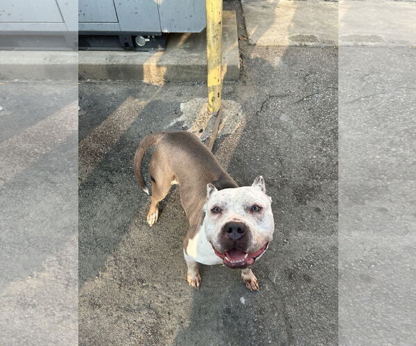 Medium Photo #8 American Pit Bull Terrier Puppy For Sale in Virginia Beach, VA, USA