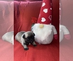 Small Photo #2 Pug Puppy For Sale in AIKEN, SC, USA