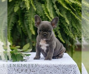 French Bulldog Puppy for sale in NARVON, PA, USA