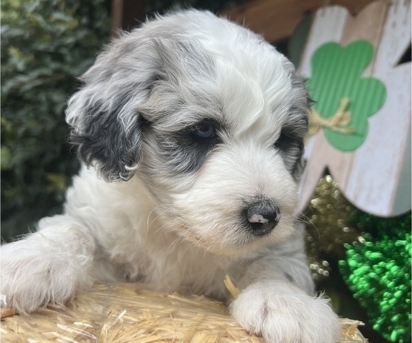 Medium Photo #15 Sheepadoodle Puppy For Sale in HUNTINGTON BEACH, CA, USA