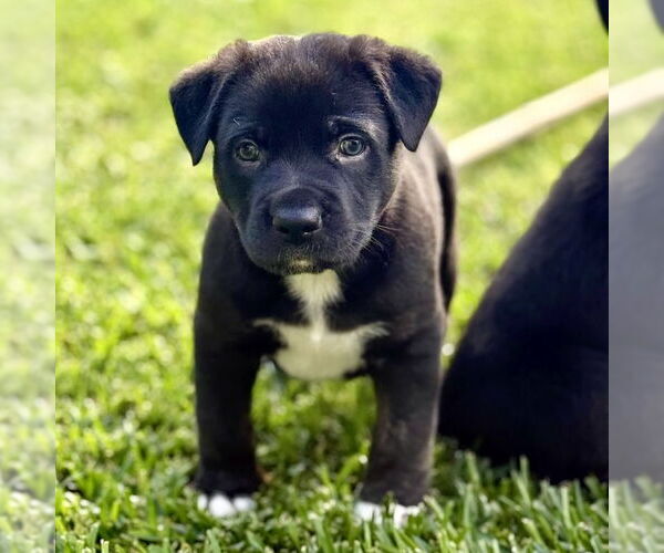 Medium Photo #2 Labrador Retriever-Unknown Mix Puppy For Sale in San Juan Capistrano, CA, USA