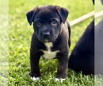 Small #1 Labrador Retriever Mix