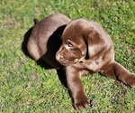 Small #2 Labrador Retriever