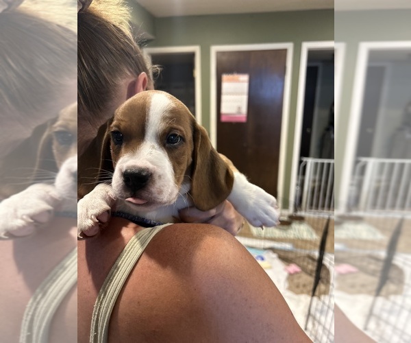 Medium Photo #3 Beabull-Beagle Mix Puppy For Sale in HILLSBOROUGH, NJ, USA