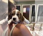 Small Photo #11 Beabull-Beagle Mix Puppy For Sale in HILLSBOROUGH, NJ, USA