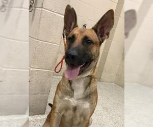 German Shepherd Dog-Unknown Mix Dogs for adoption in Conroe, TX, USA