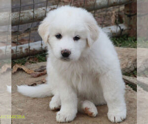 Great Pyrenees Puppy for sale in WOODSBORO, MD, USA